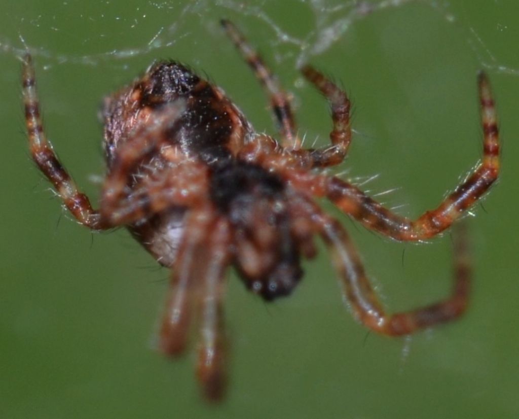 Cyrtophora citricola - Grosseto (GR)